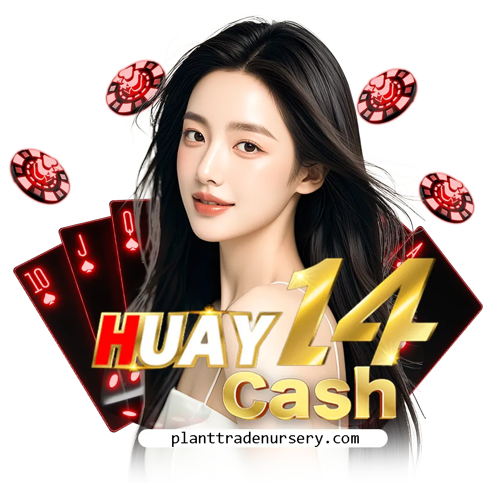 huay14cash หวย